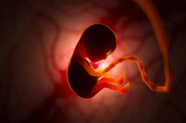 embryos fetus